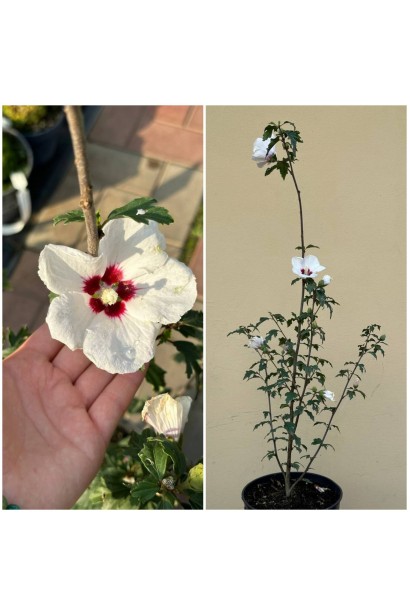 Гібіскус білий Ред Харт - 3л/вис.40-50см/Ø20-25см